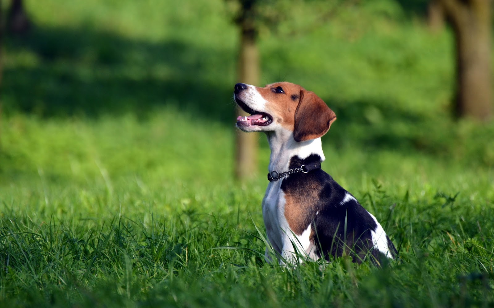 Perros Beagle En El Campo Fotos E Im Genes Foto X