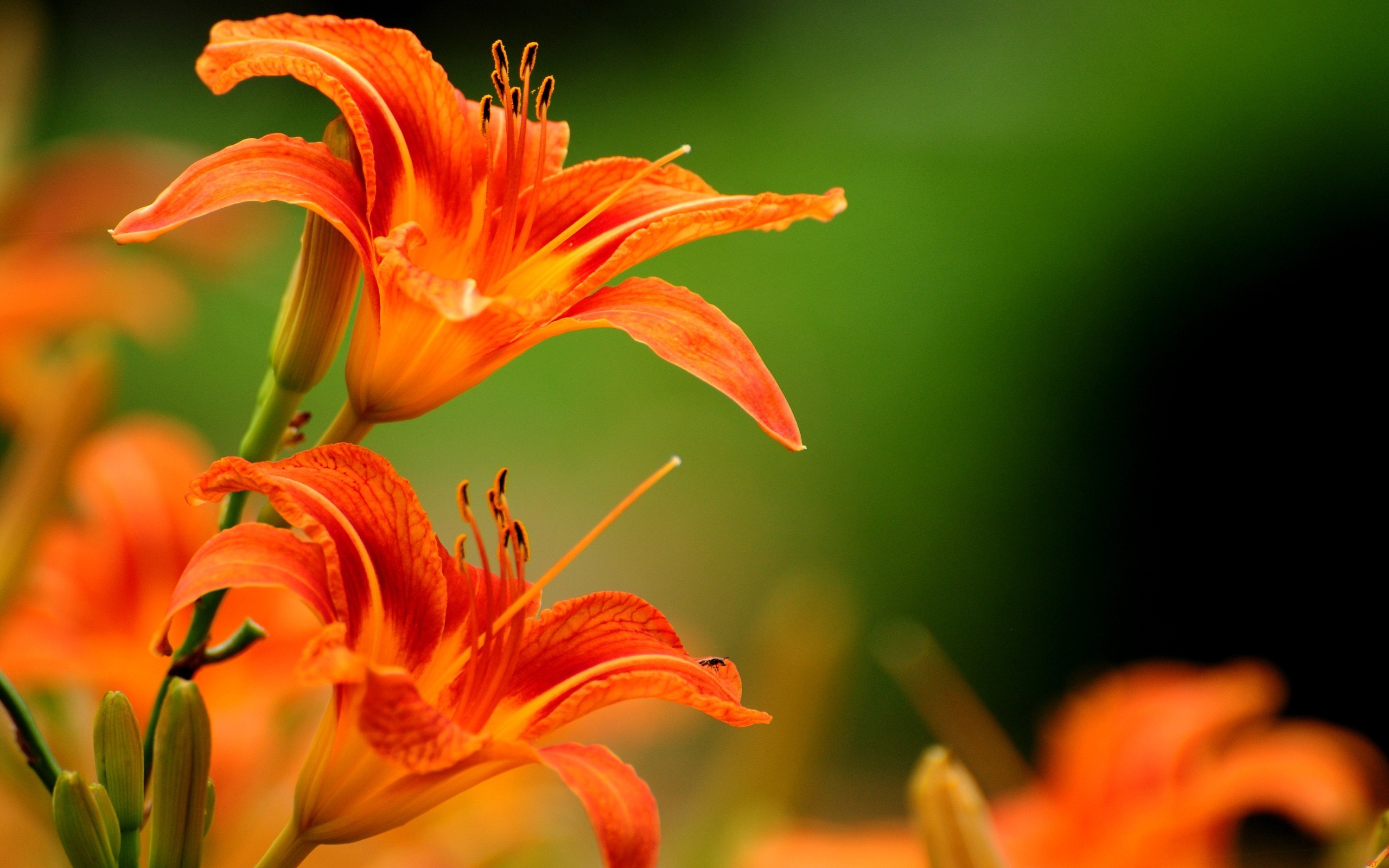 Lilies Flowers Orange Wallpaper HD