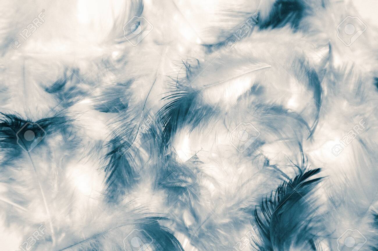 Beautiful Abstract Color White And Blue Feathers Isolated On