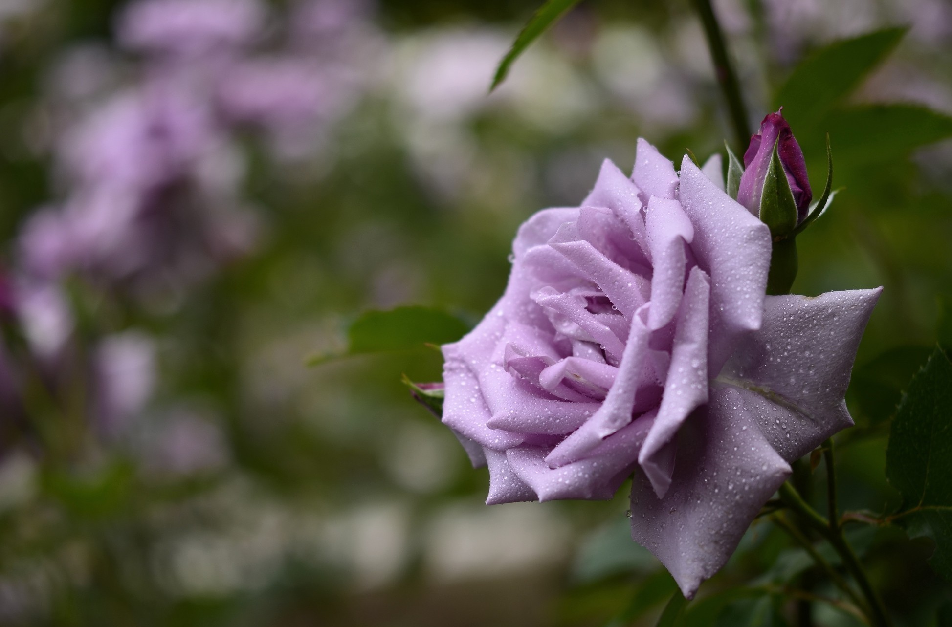 Violet Rose Flower Wallpaper Image