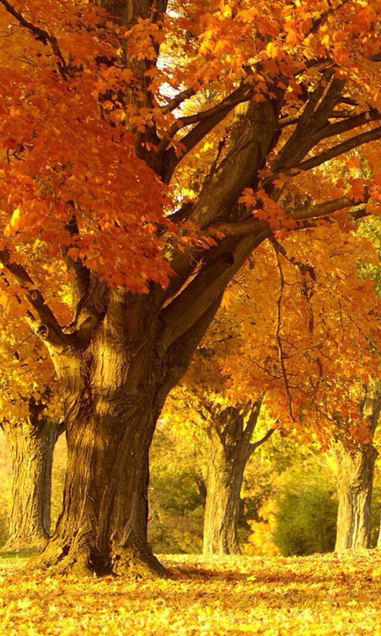 Fall Trees Lumia Wallpaper