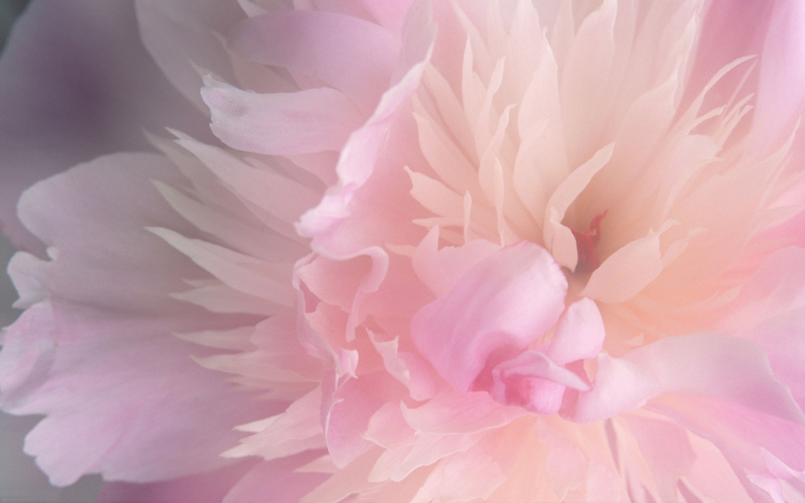 Smoothies Peony Widescreen Wallpaper Allpaper