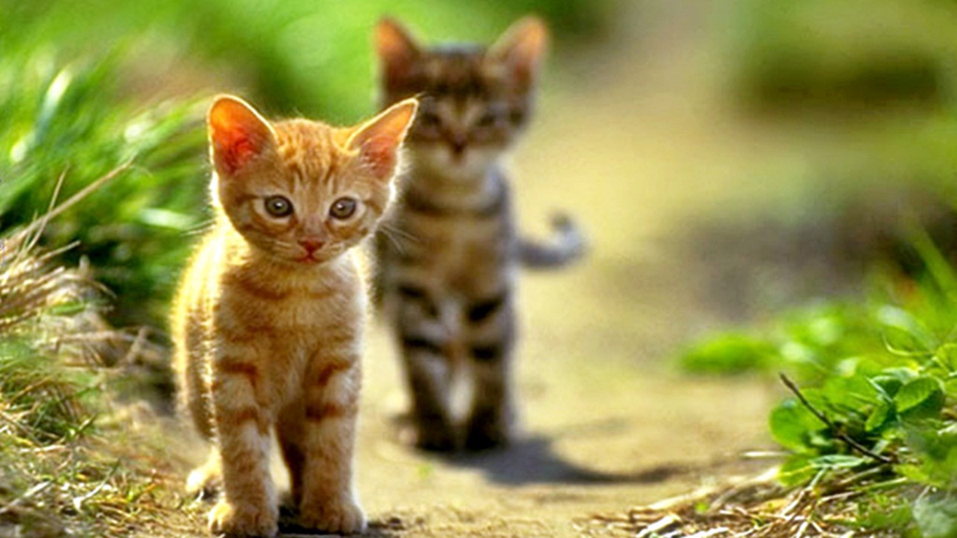 Cute Cats Pictures And Wallpaper Dat Nature