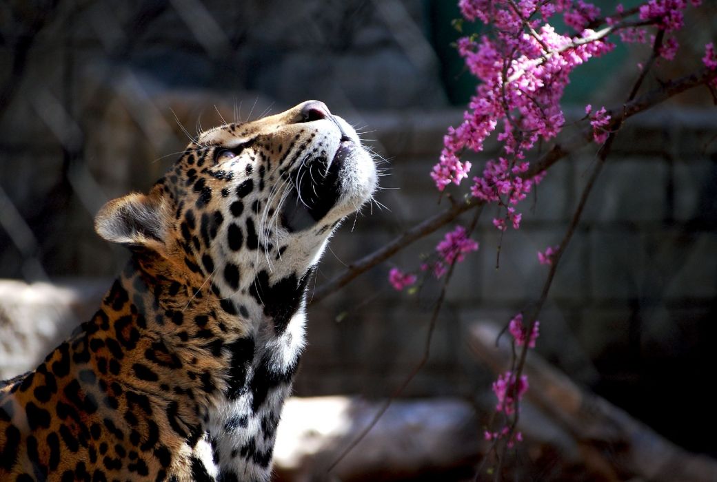 Jaguar Wild Cat Wallpaper