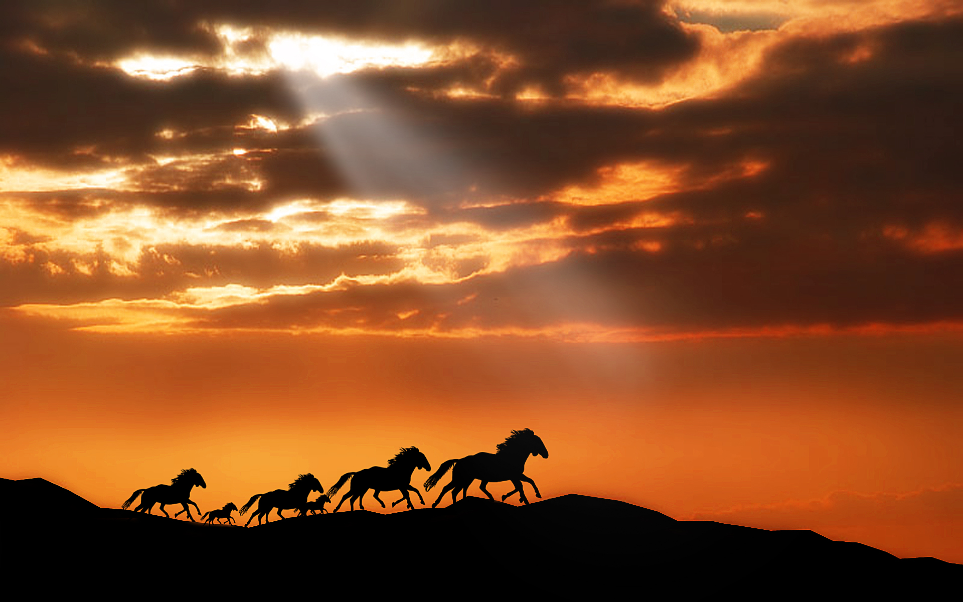 Horses Wallpapers HD Wallpapers