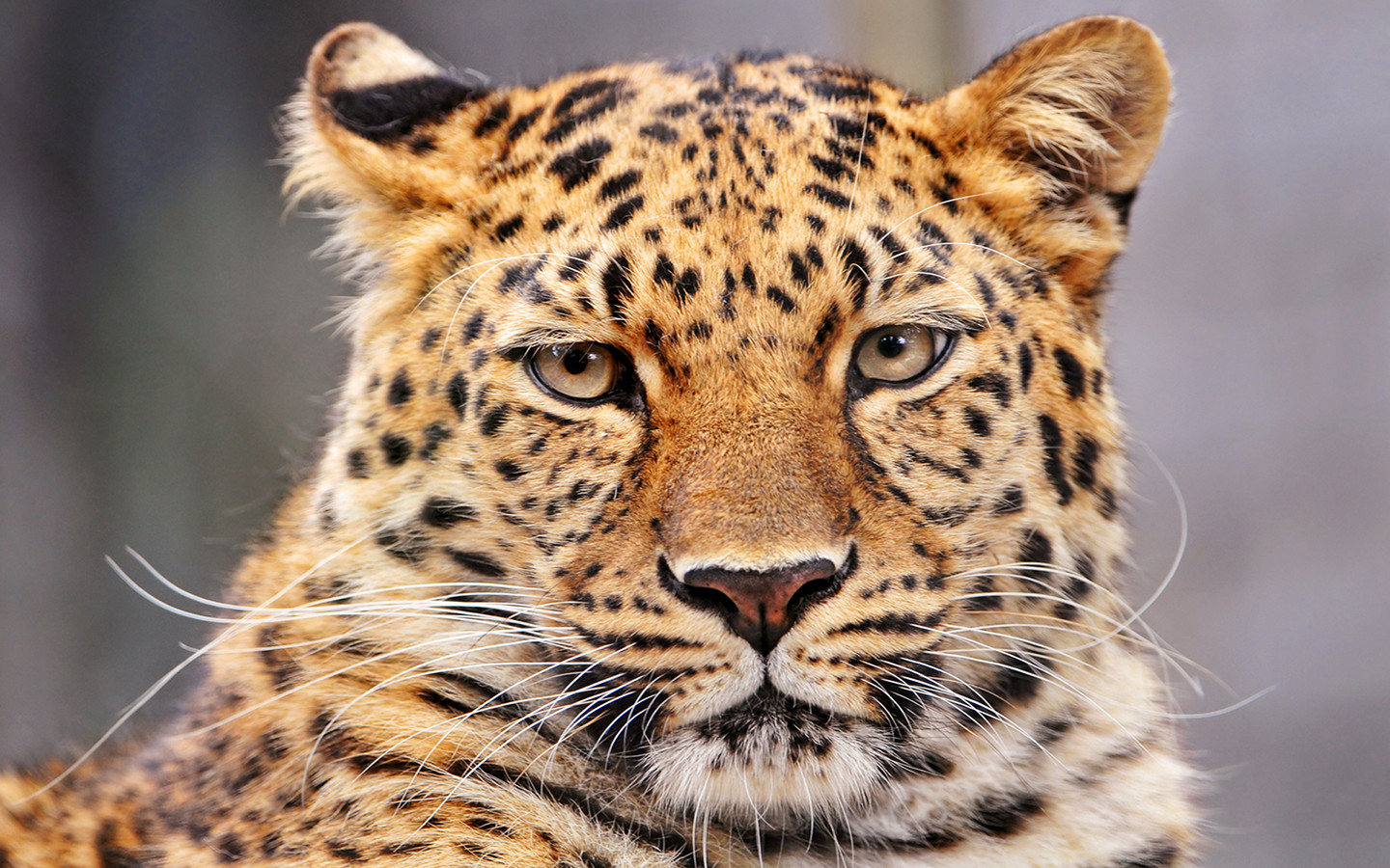 Amur Leopard Desktop Wallpaper Pre Wallcaper