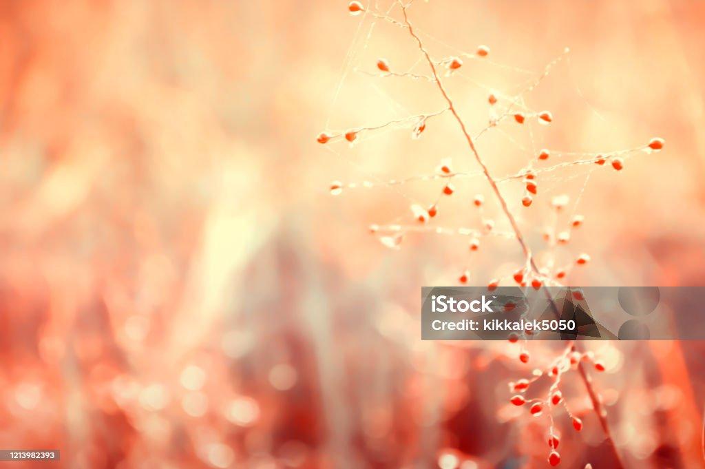 Little Pink Grass Flower Spring Warm Tone Filter Effect