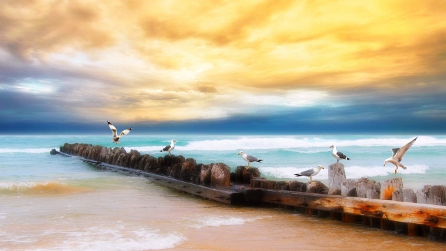 Wallpaper Seagulls Logs Birds Coast Sea Sky Yellow Blue Beach