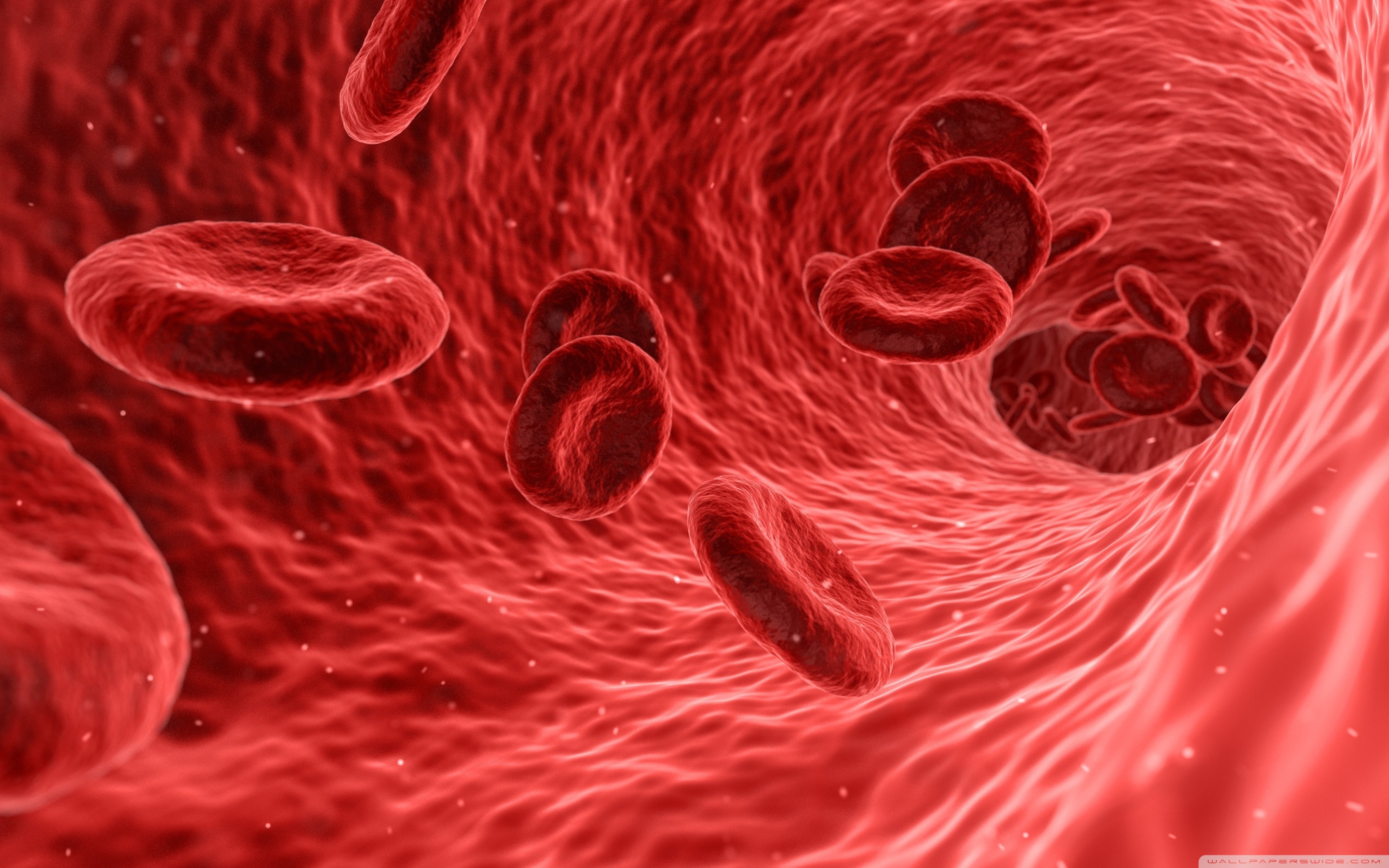 Red Blood Cells Microscope Ultra HD Desktop Background Wallpaper