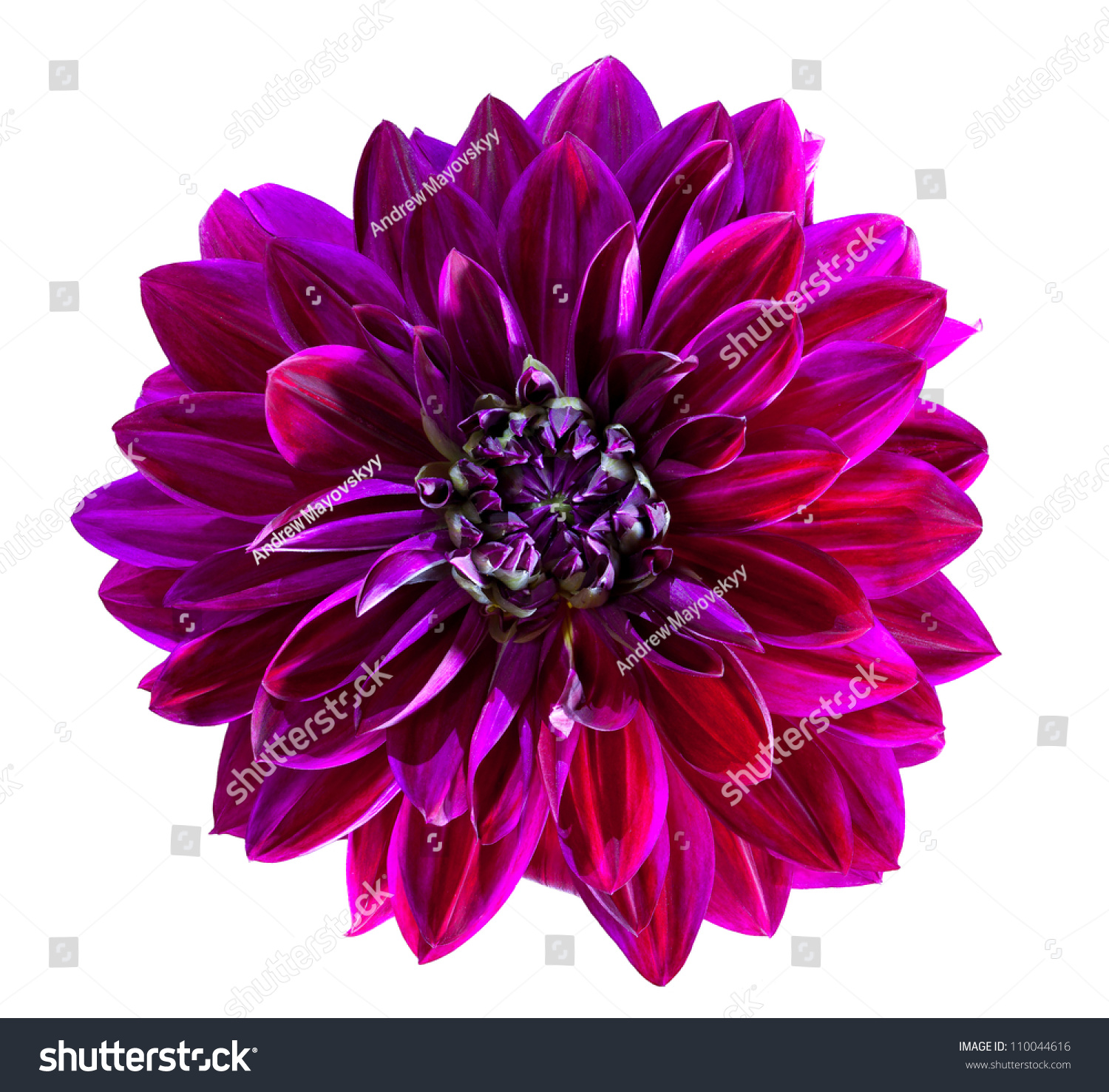 Purple Chrysanthemum Flower Isolated On White Background