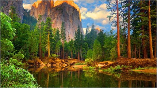 1080p Forest Wallpaper Schermata