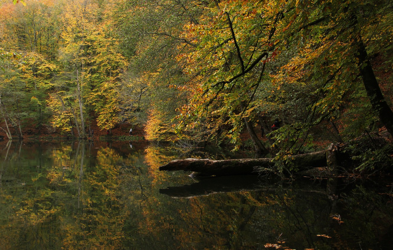 Wallpaper Autumn Forest Lake Turkey Bolu Image For Desktop