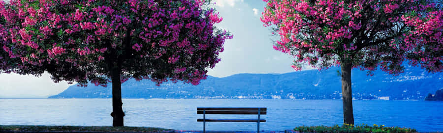 Spring Dual Monitor Wallpaper