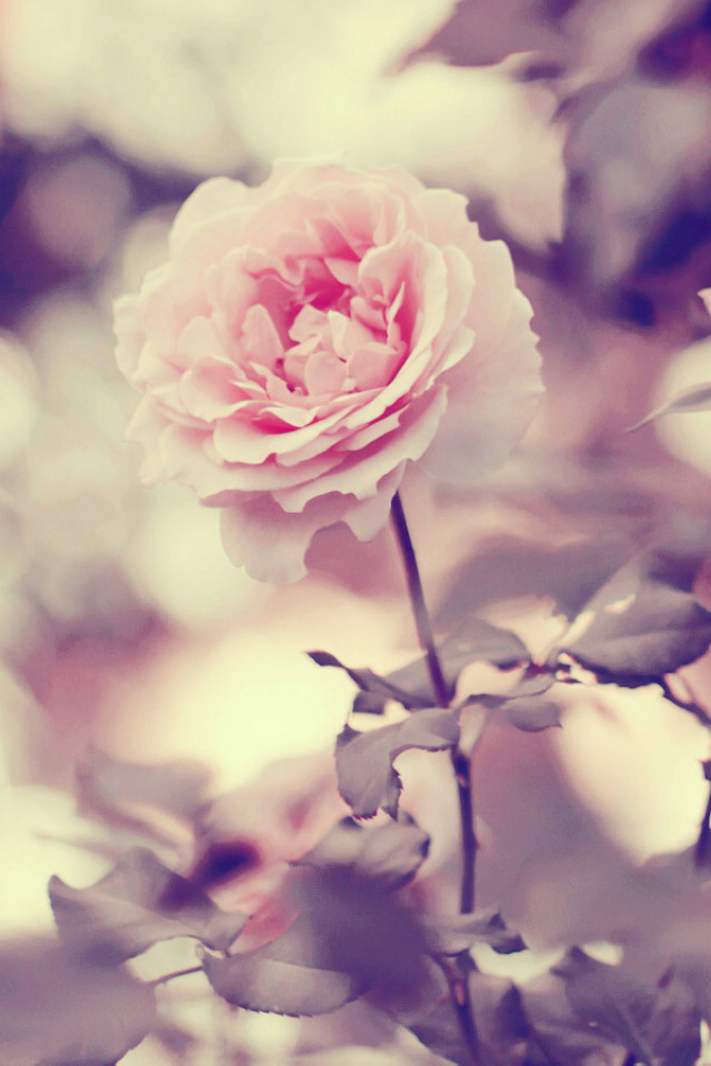 pretty tumblr backgrounds for girls