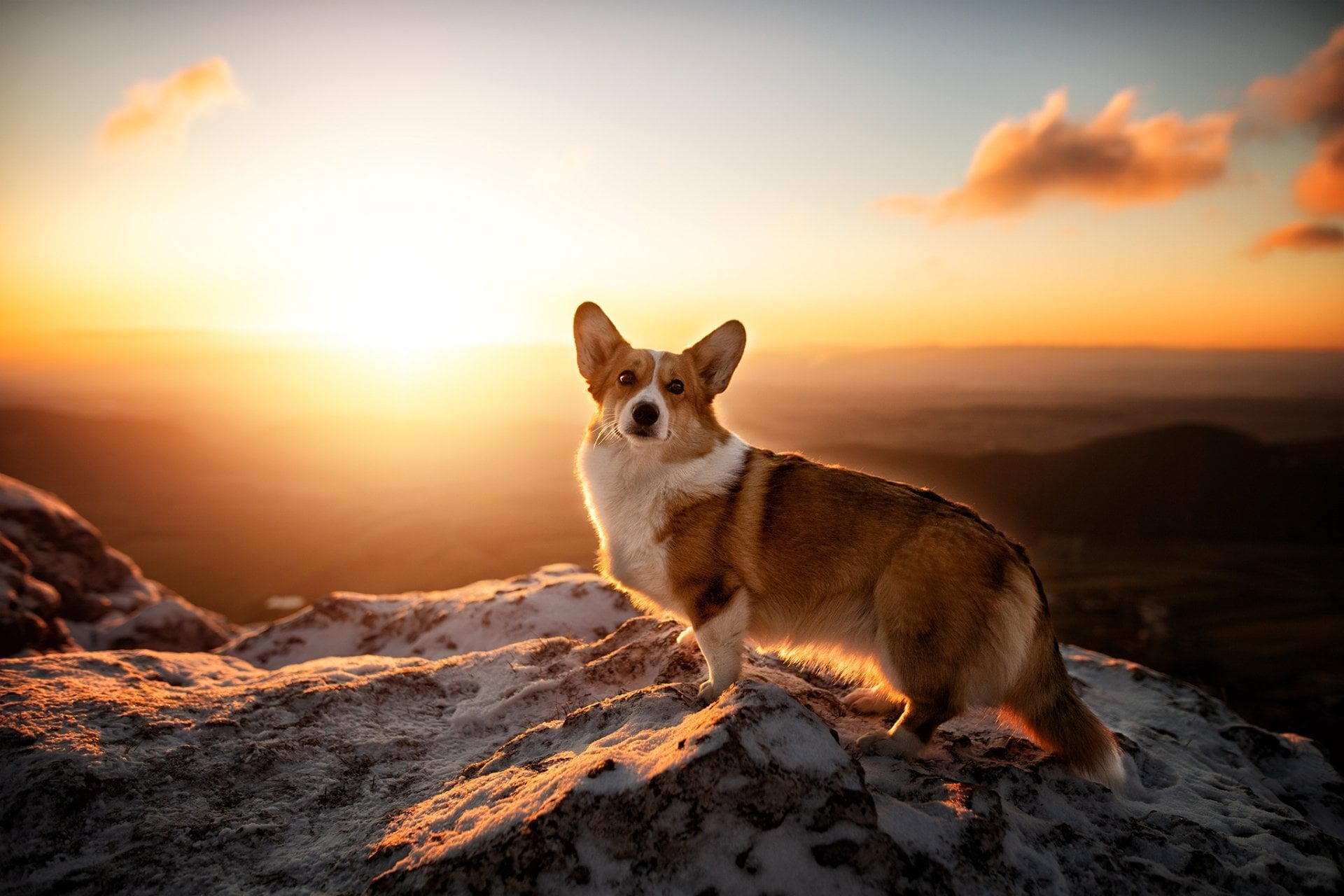Dog Sunrise Animal Corgi HD Wallpaper