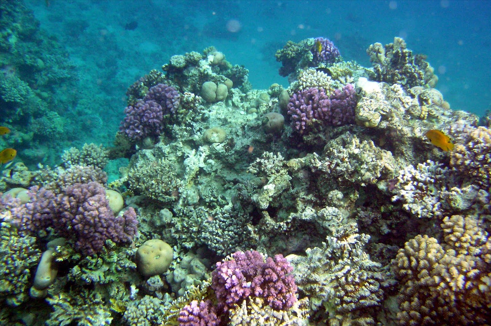 Darcy Cruz coral reef wallpaper