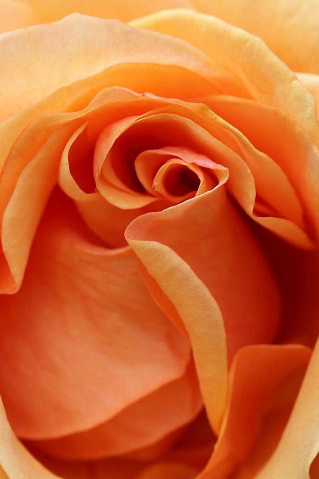 Quality Rose Cell Phone Wallpaper For iPhone Background