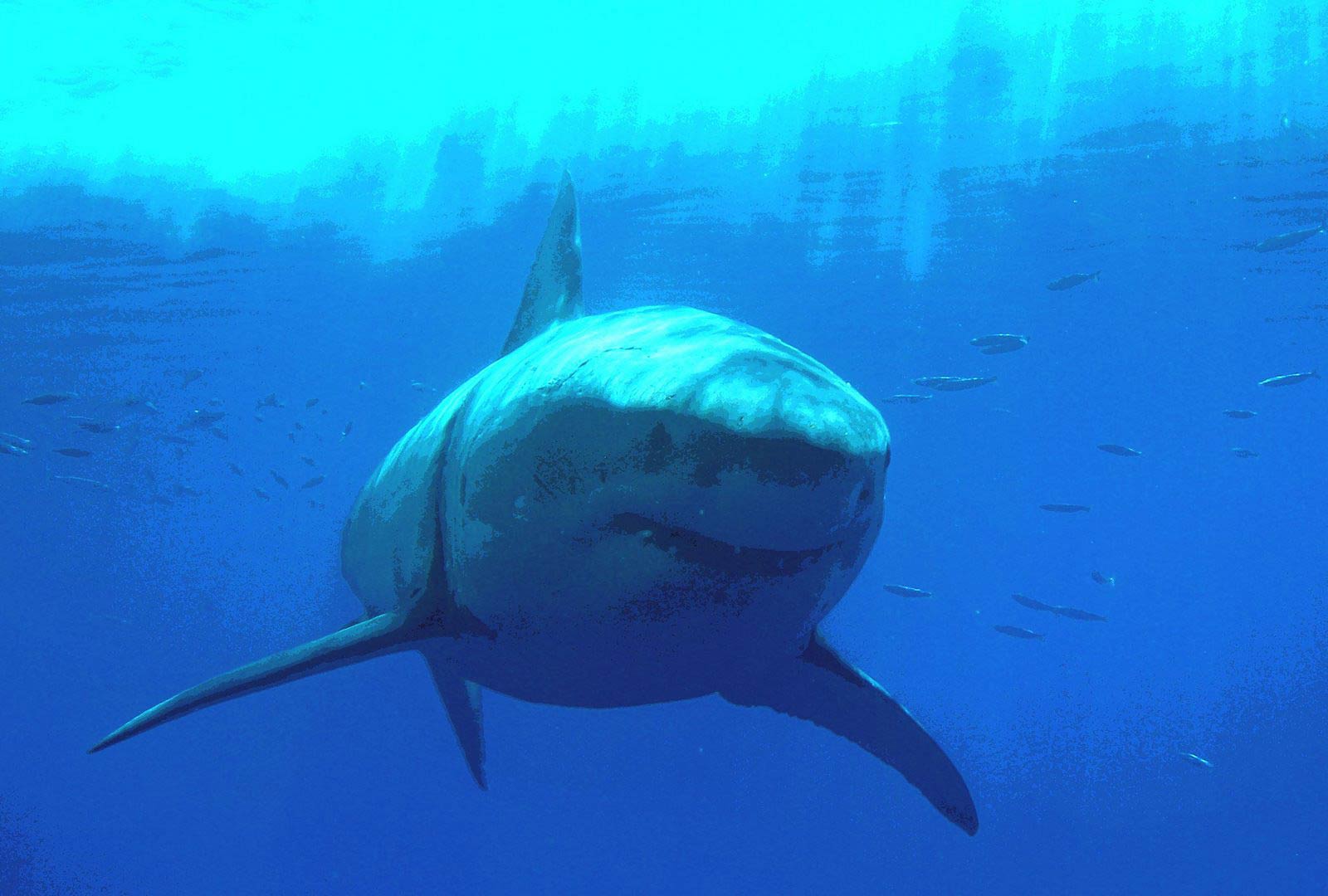 free Great White Shark wallpaper wallpapers download 1600x1080