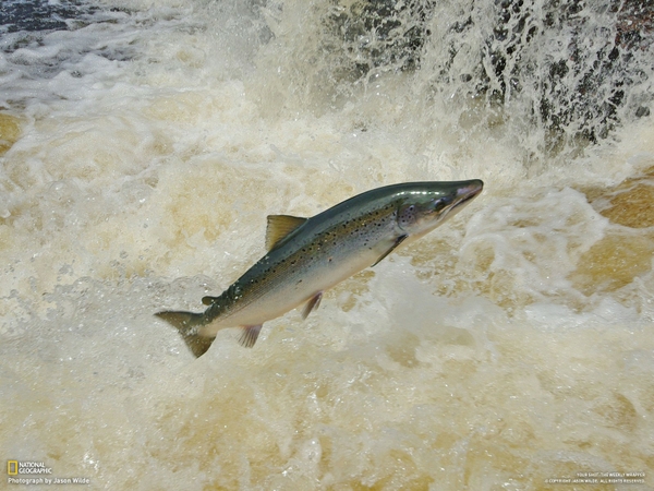 Fish National Geographic Rivers Salmon Wallpaper Desktop