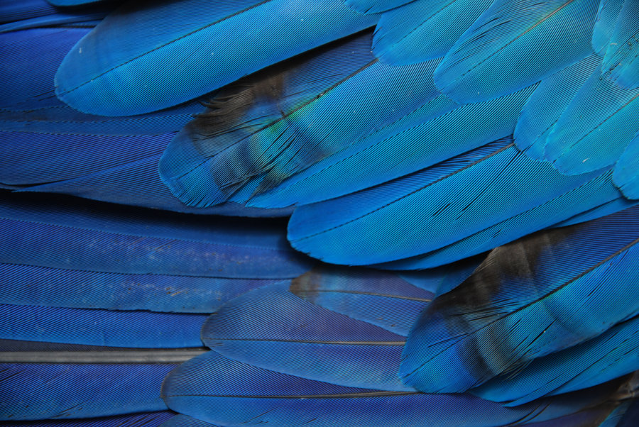 Parrot Feathers Wallpaper
