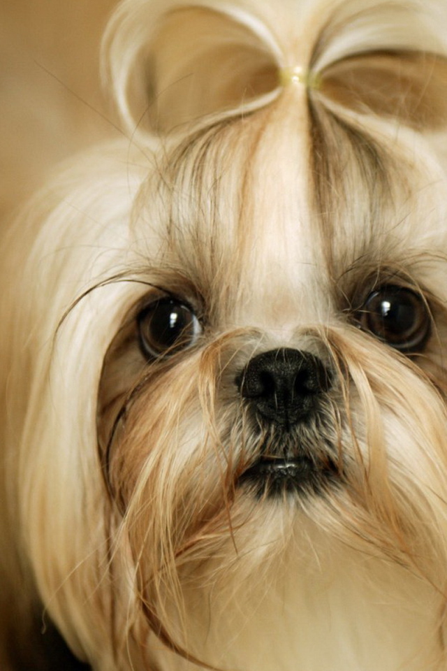 Click Select Set As Desktop Background Wallpaper Animals Dogs