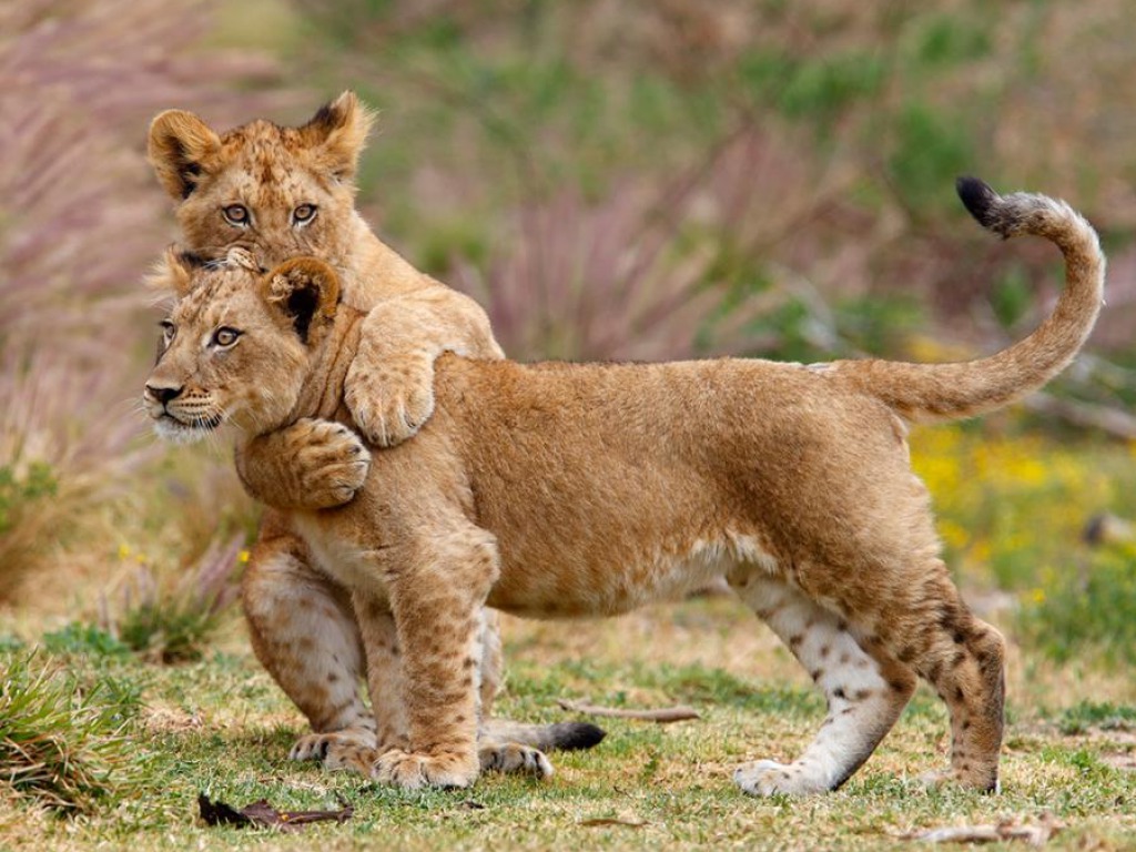 Lion Cubs Wallpaper HD Pictures Image Background