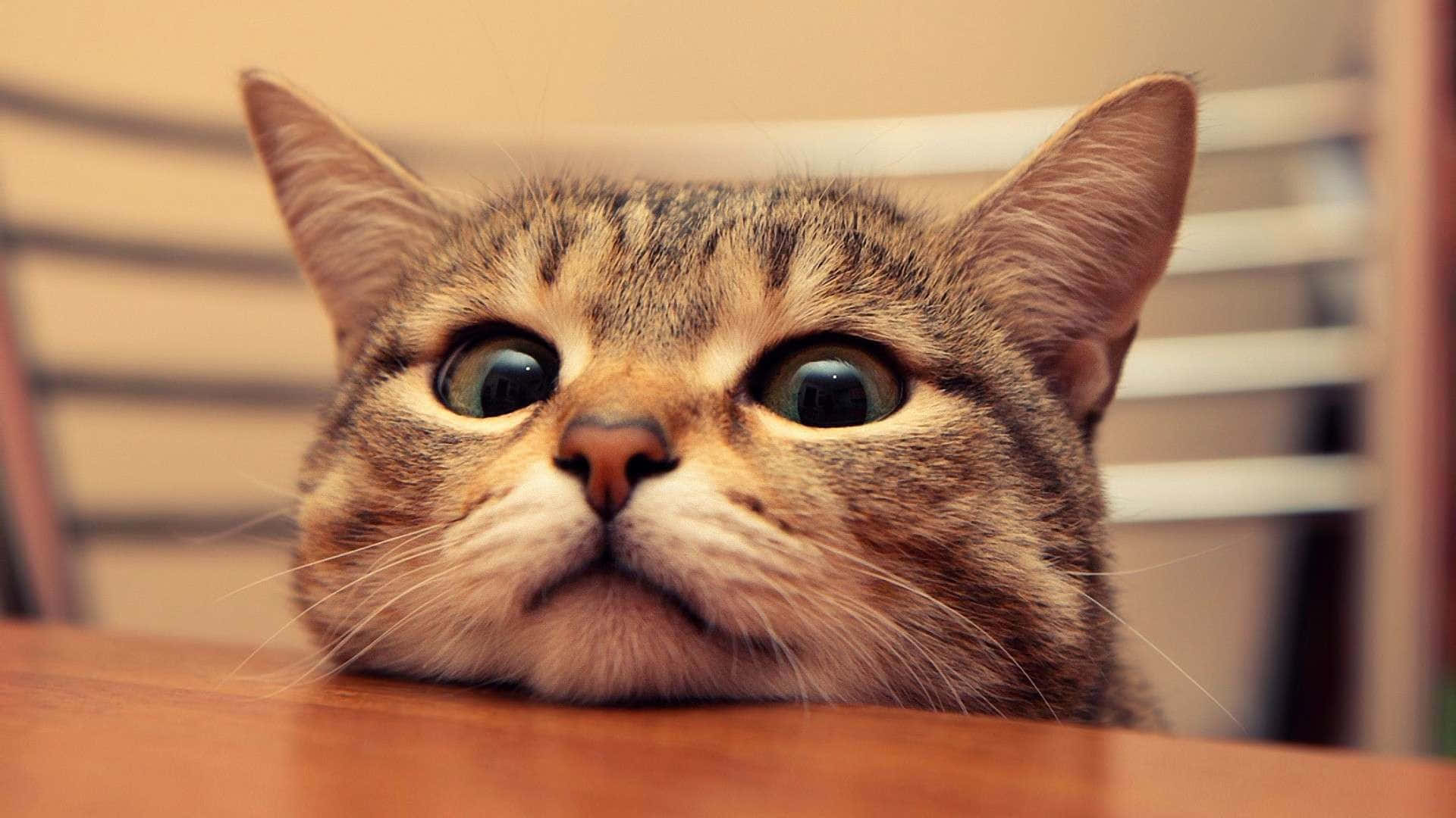 Cat Meme Background Wallpaper