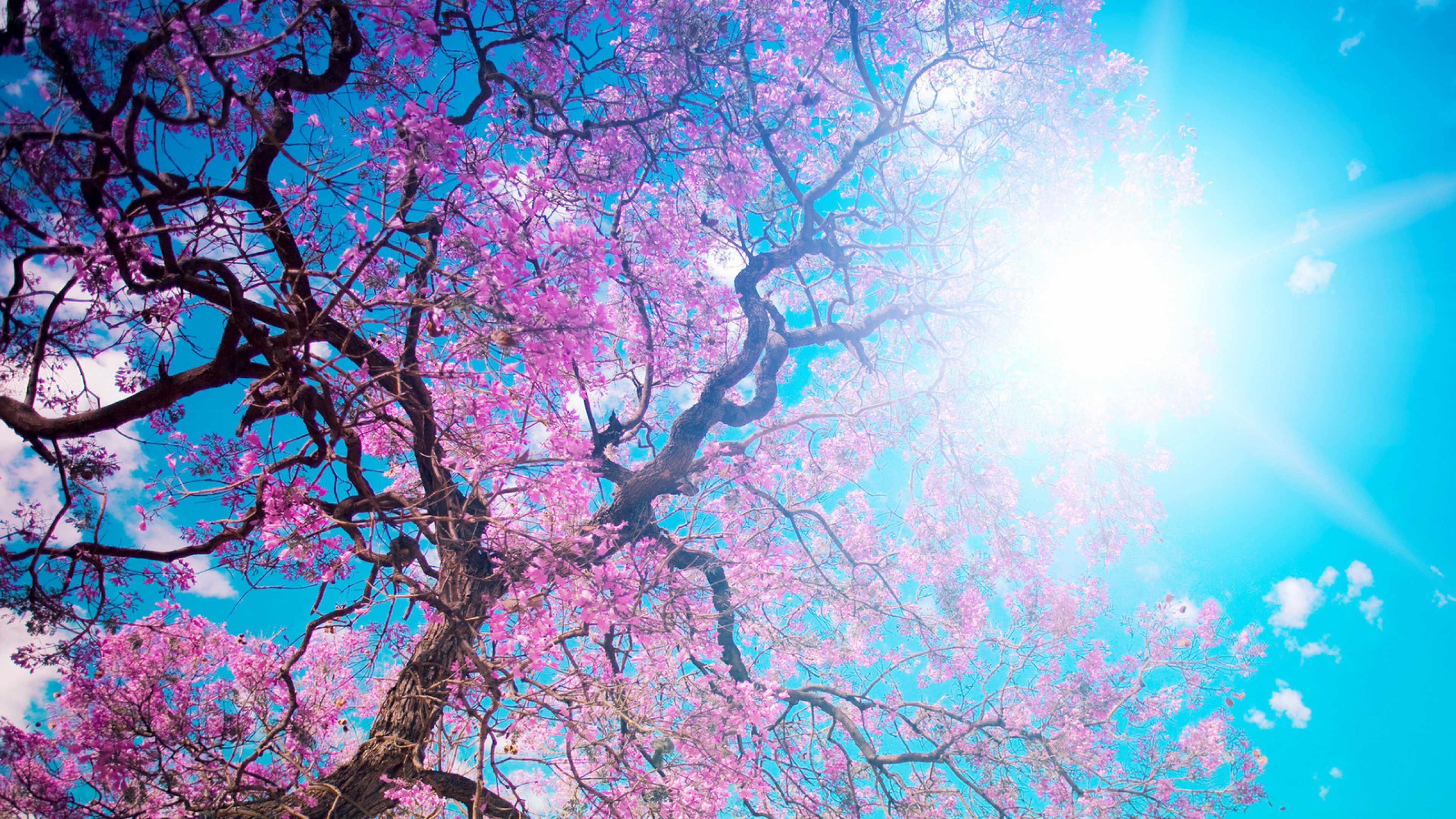  to enjoy the cherry blossoms Japan Wallpaper Background 4K Ultra HD