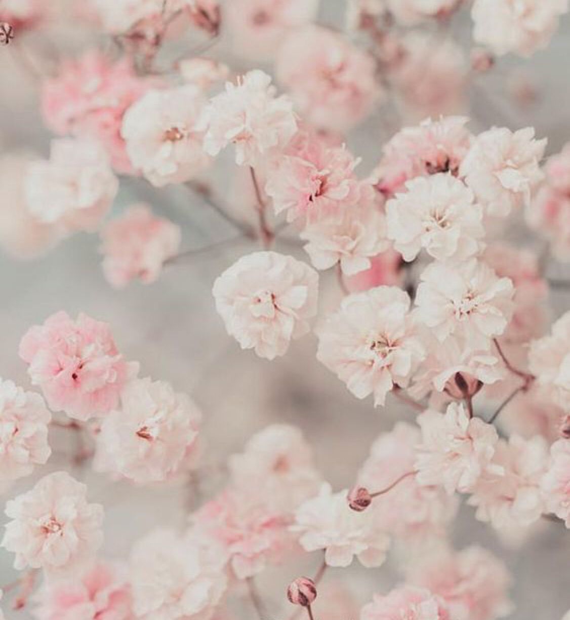 Flowers Wallpaper
