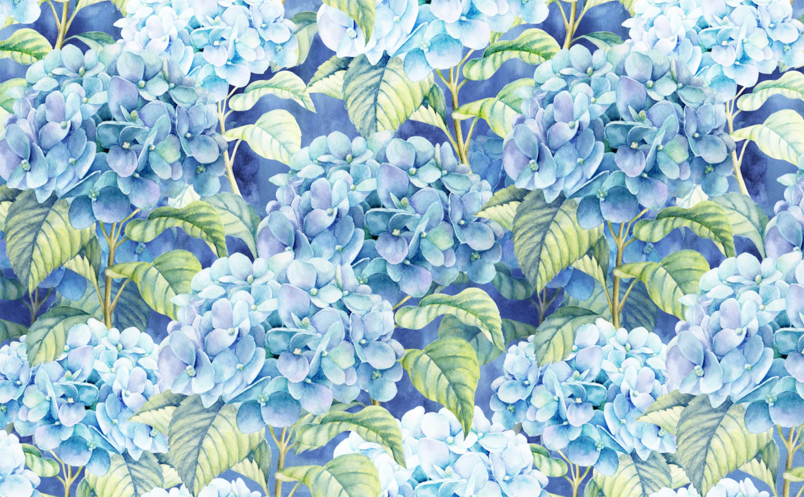 Watercolor hydrangea blossom blue background Wallpaper for