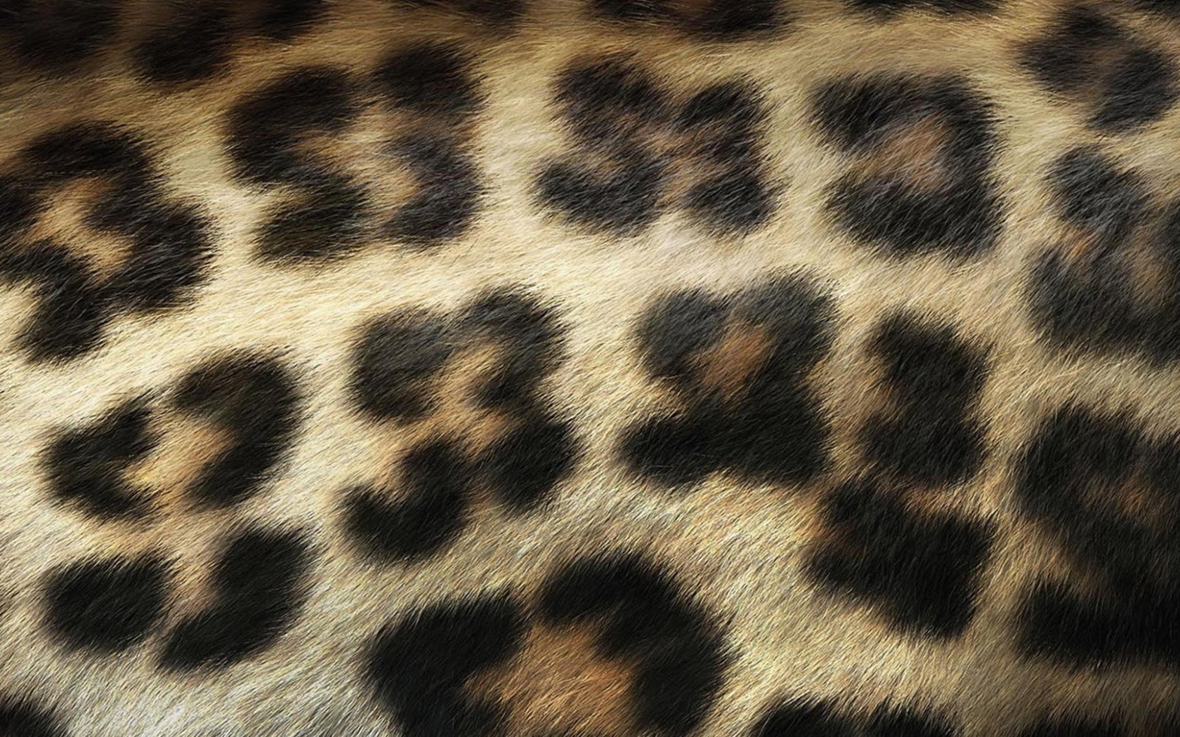 Related For Leopard Print Wallpaper
