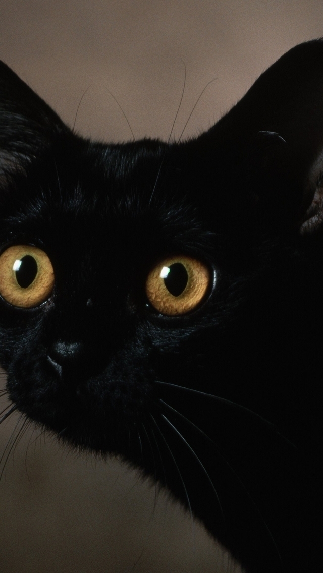  black cat green eyes iPhone 5 wallpapers Top iPhone 5