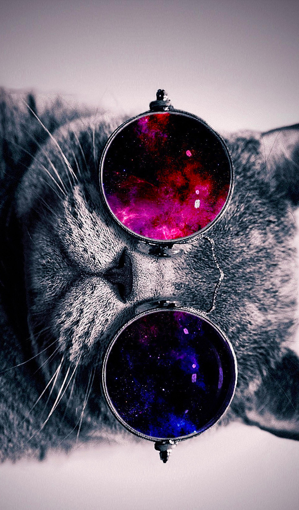 Cat With Glasses Wallpaper Cosmos Animal