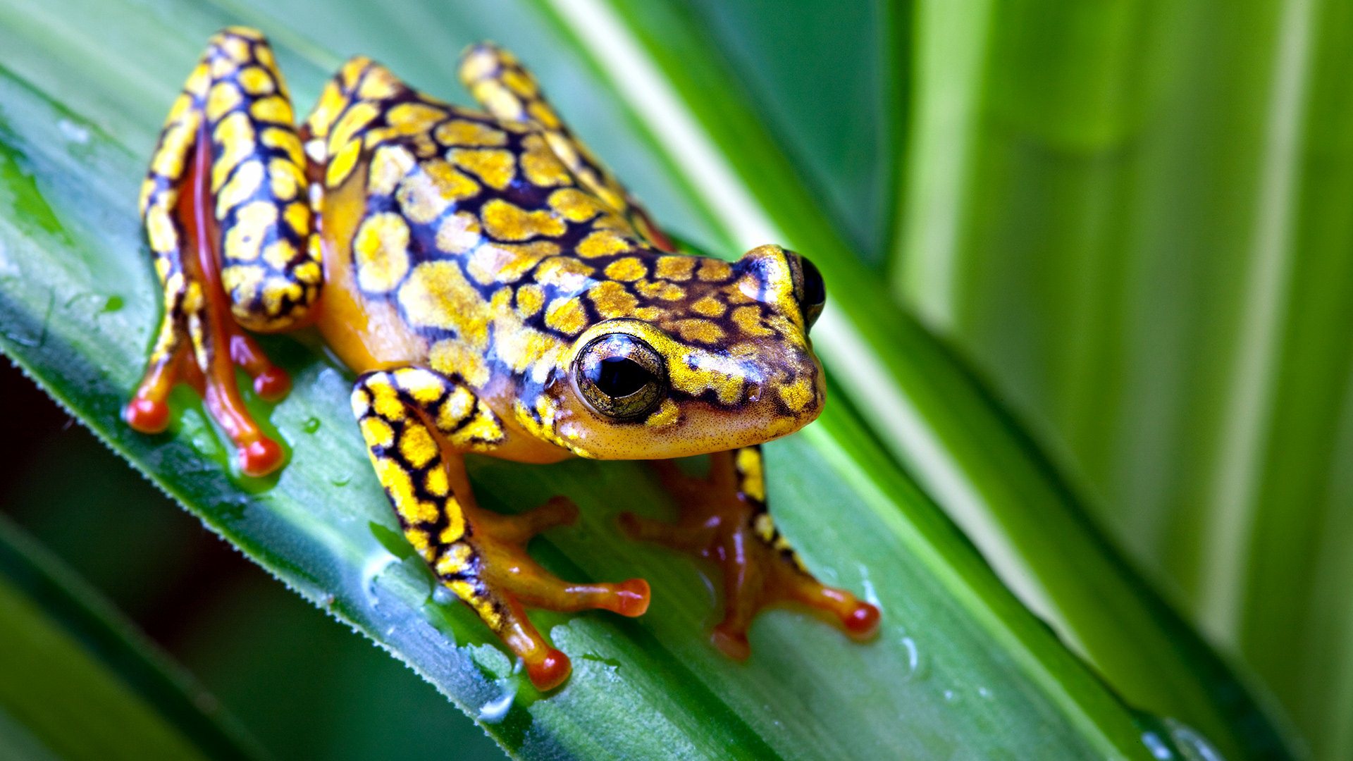 Frog on Leaf HD Wallpapers