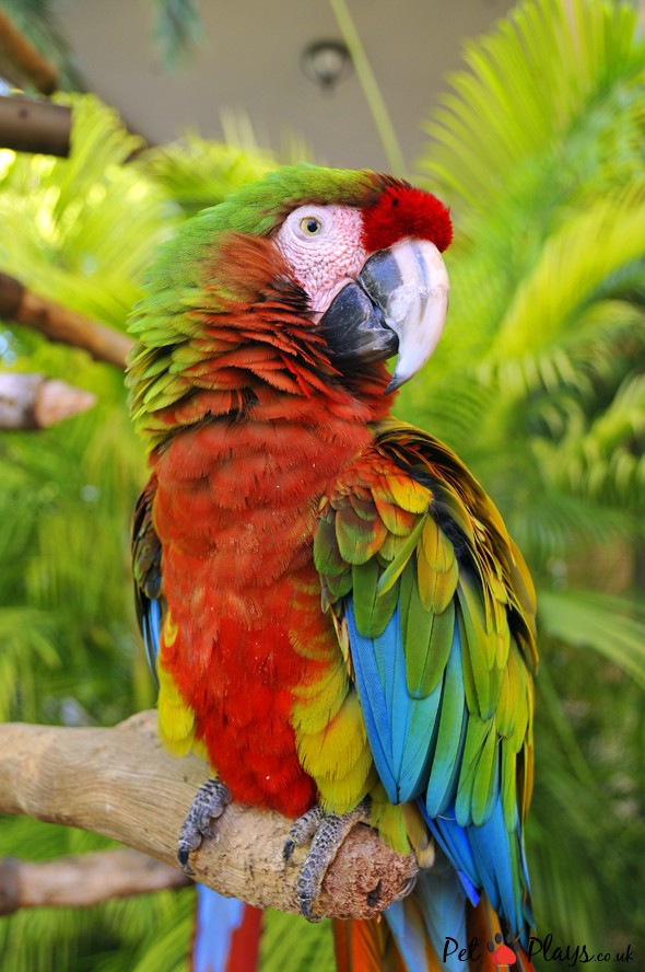 How Do Parrots Talk All Find Out More Png