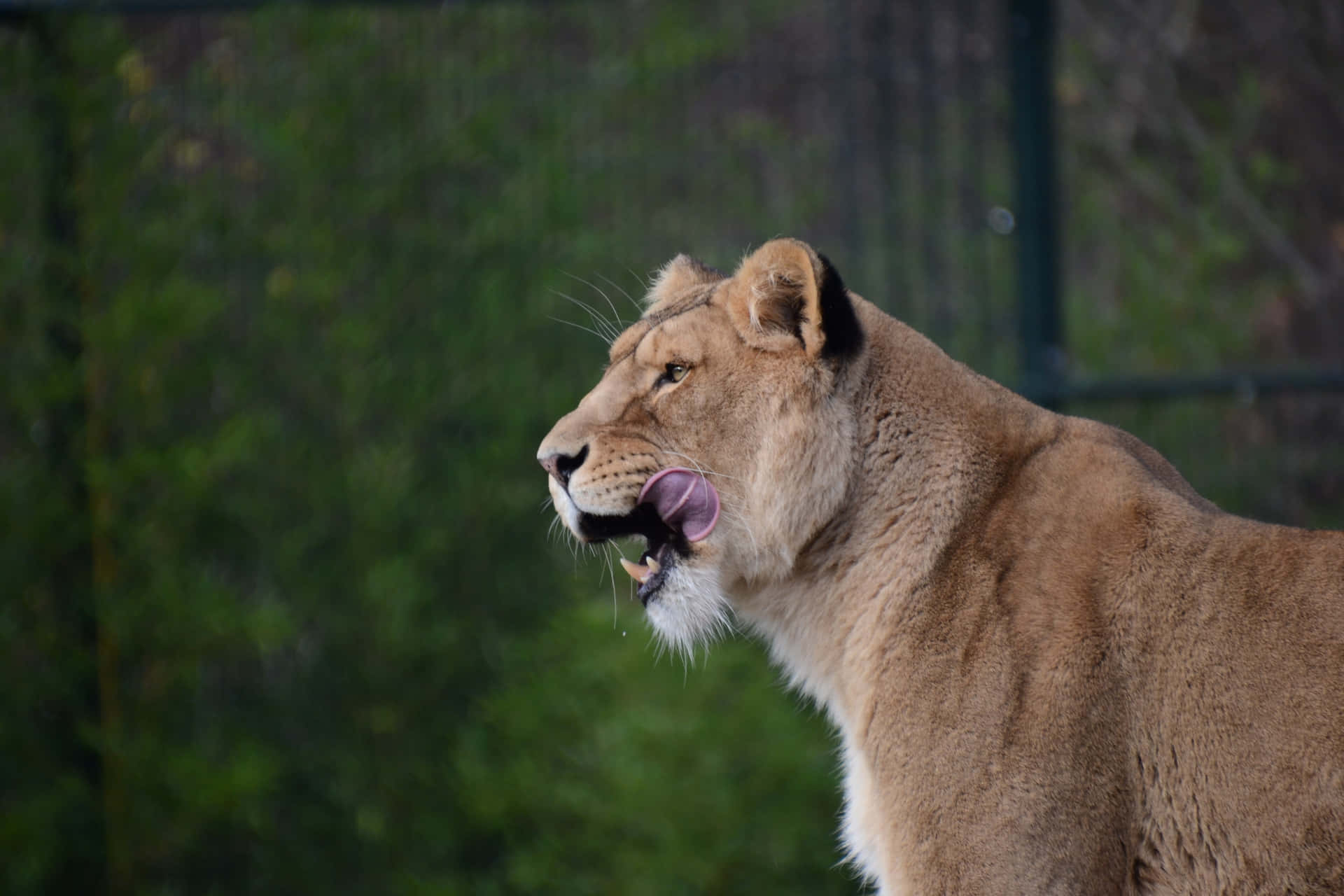 Lioness In A Zoo Cage Wbxucx1wgdojb3wt Wallpaper