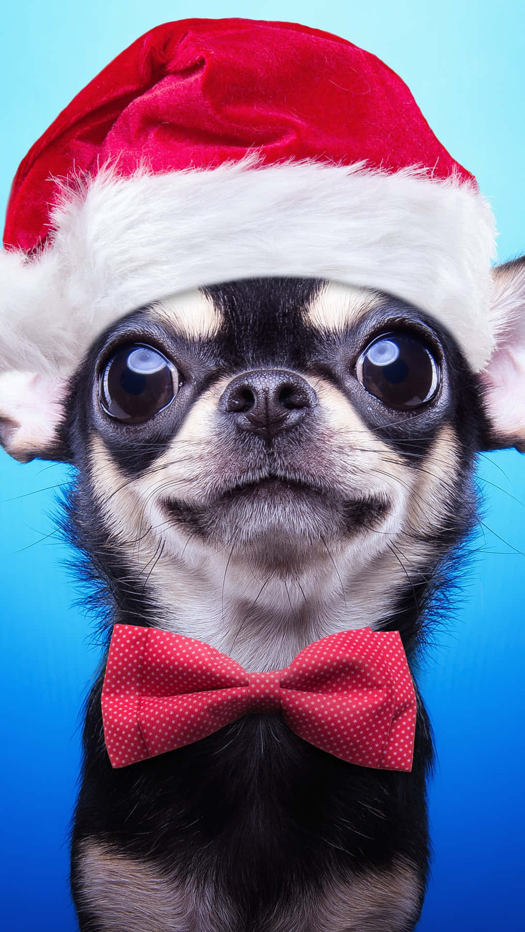 Chihuahua Dog In Christmas Hat Dni5yooqnc5b02g4 Wallpaper