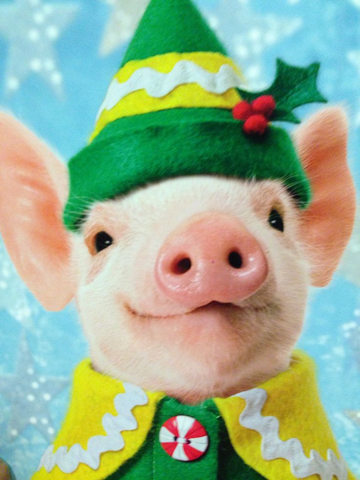 Christmas piggy I Pigs Pinterest