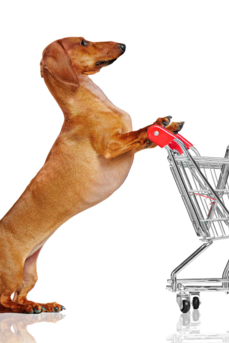 Pretty Dachshund Dog Pushing Shopping Trolley Against White