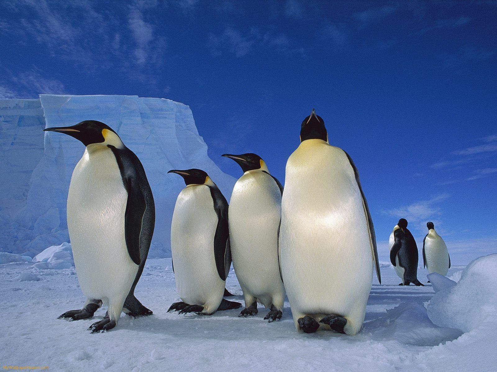 Penguins Cute Penguin Wallpaper Emperor