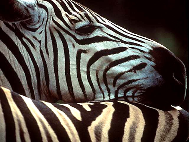 Jungle Safari Animal Photographic Wallpaper For Your Puter Desktop