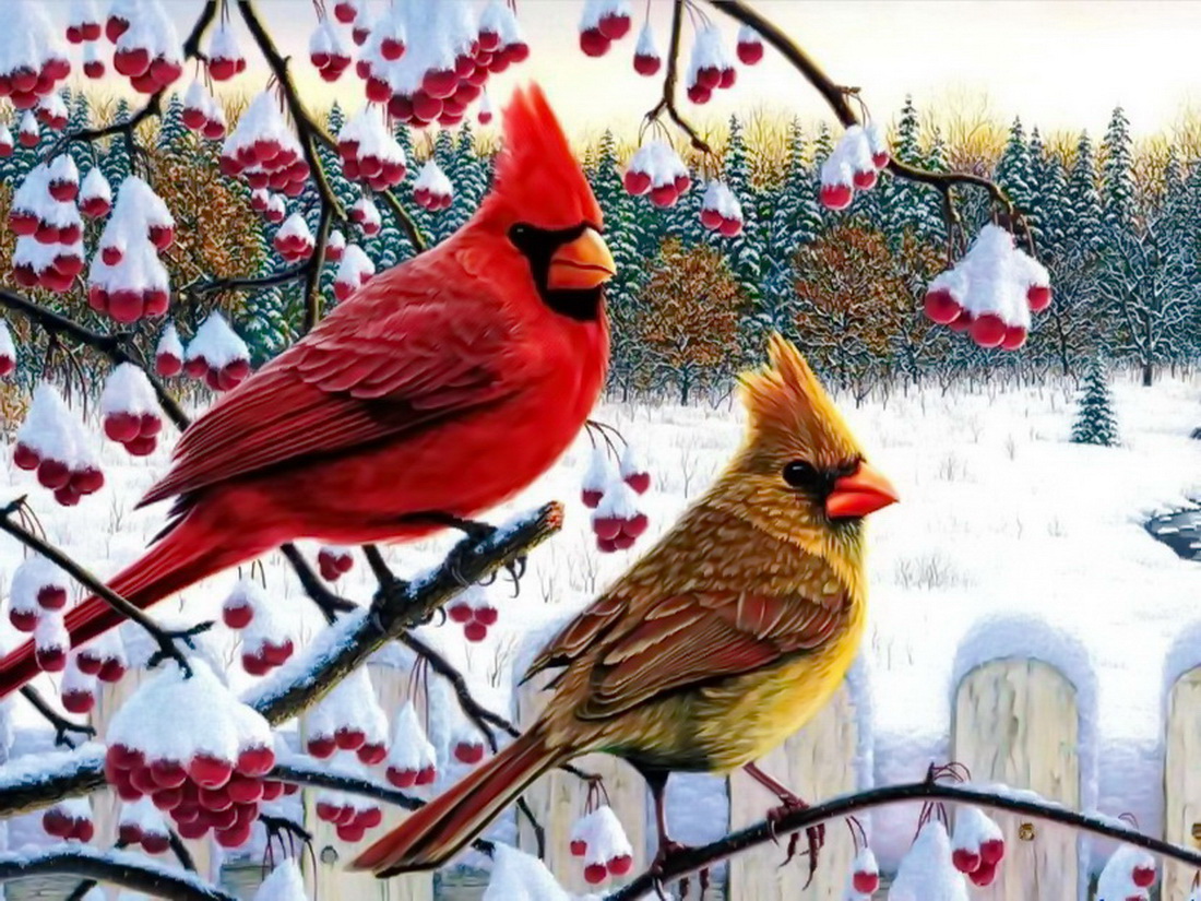 Winter cardinals 1100x825
