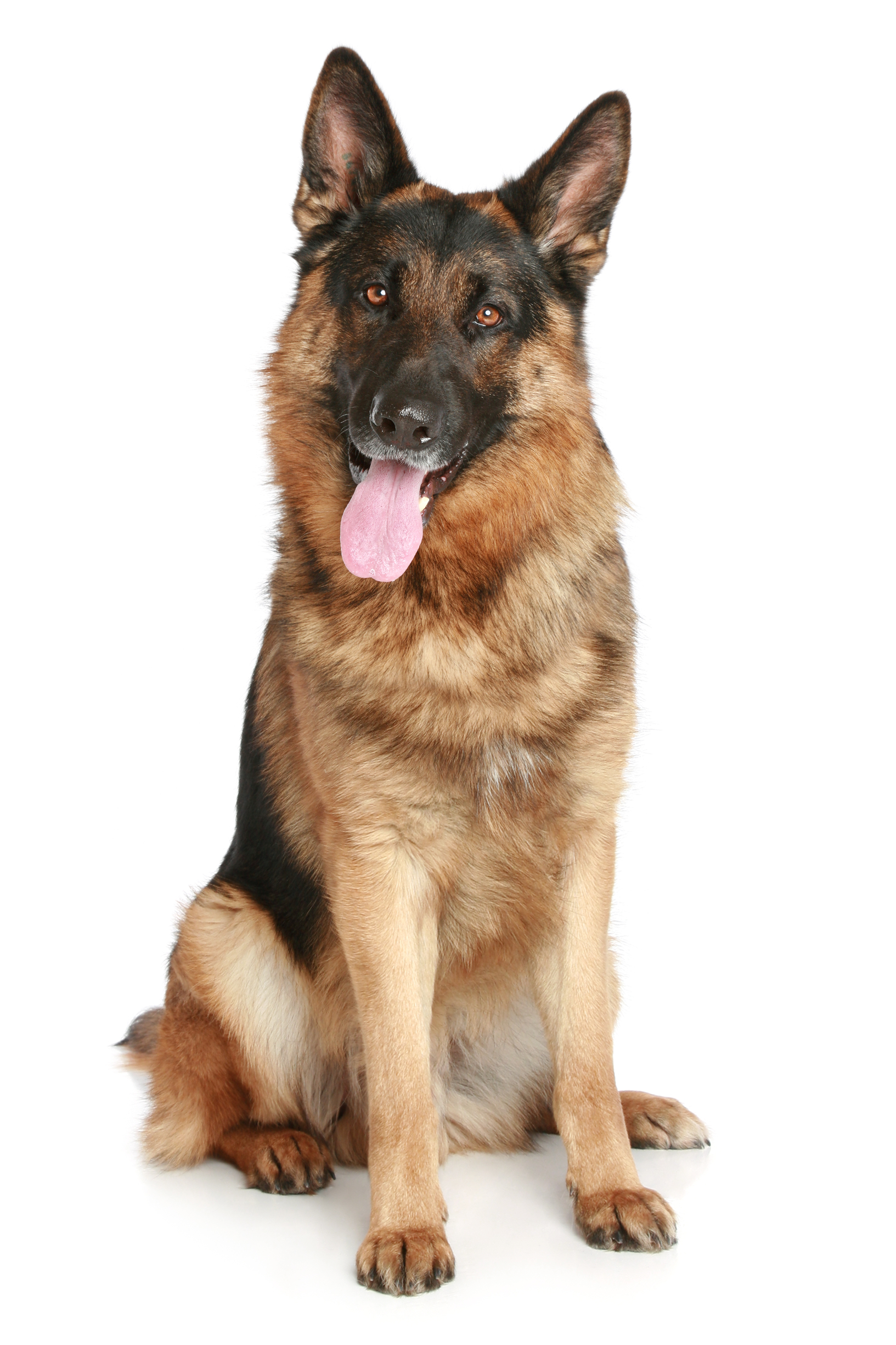 German Shepherd Png