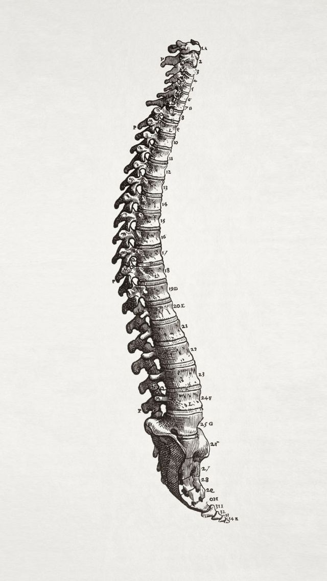 Spine Vertebrae Anatomical Anatomy Wallpaper iPhone Background