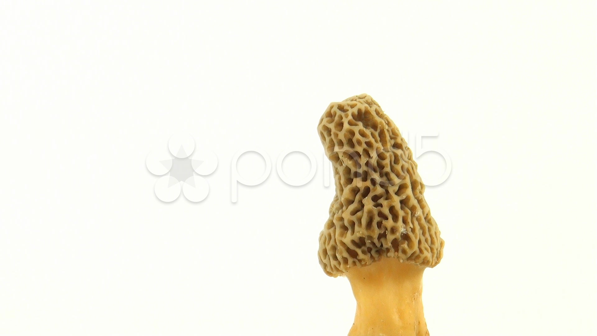 Yellow Morel Mushroom On Light Background Videos HD Stock