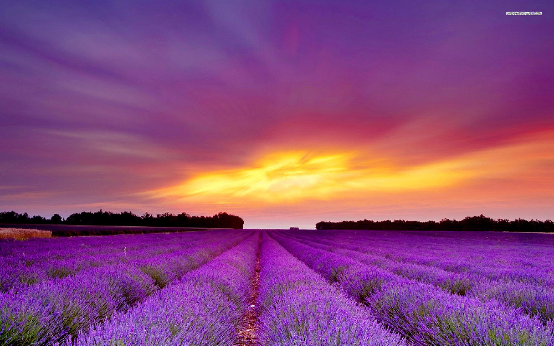 Lavender Field Purple Sunset Wallpaper