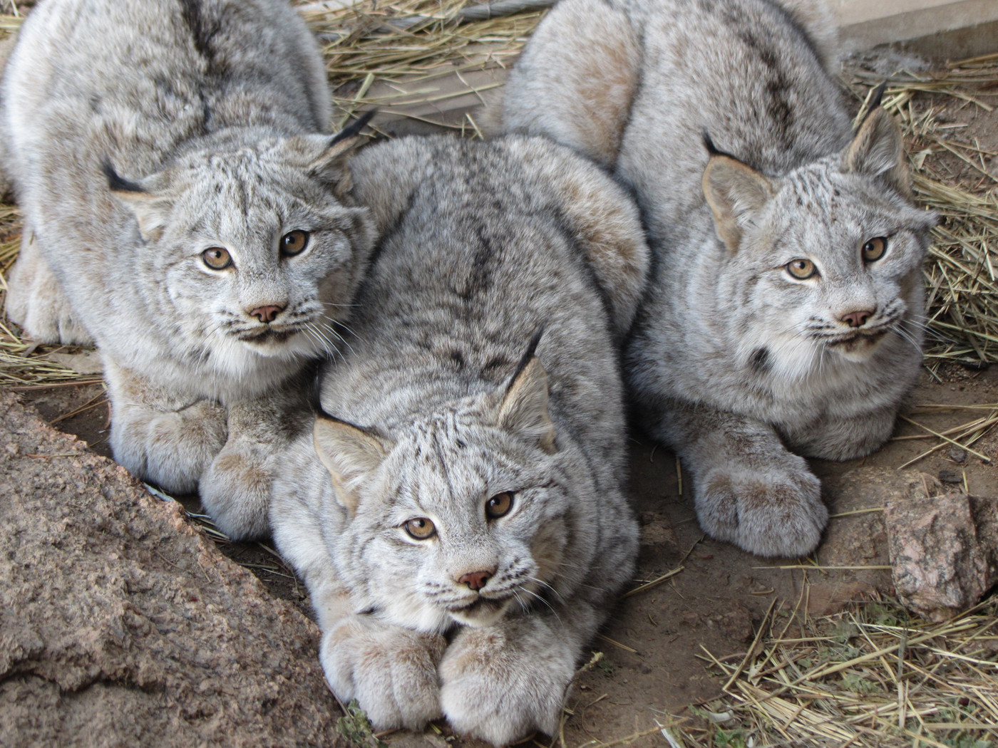 11 canadian lynx paws cute Why Evolution Is True