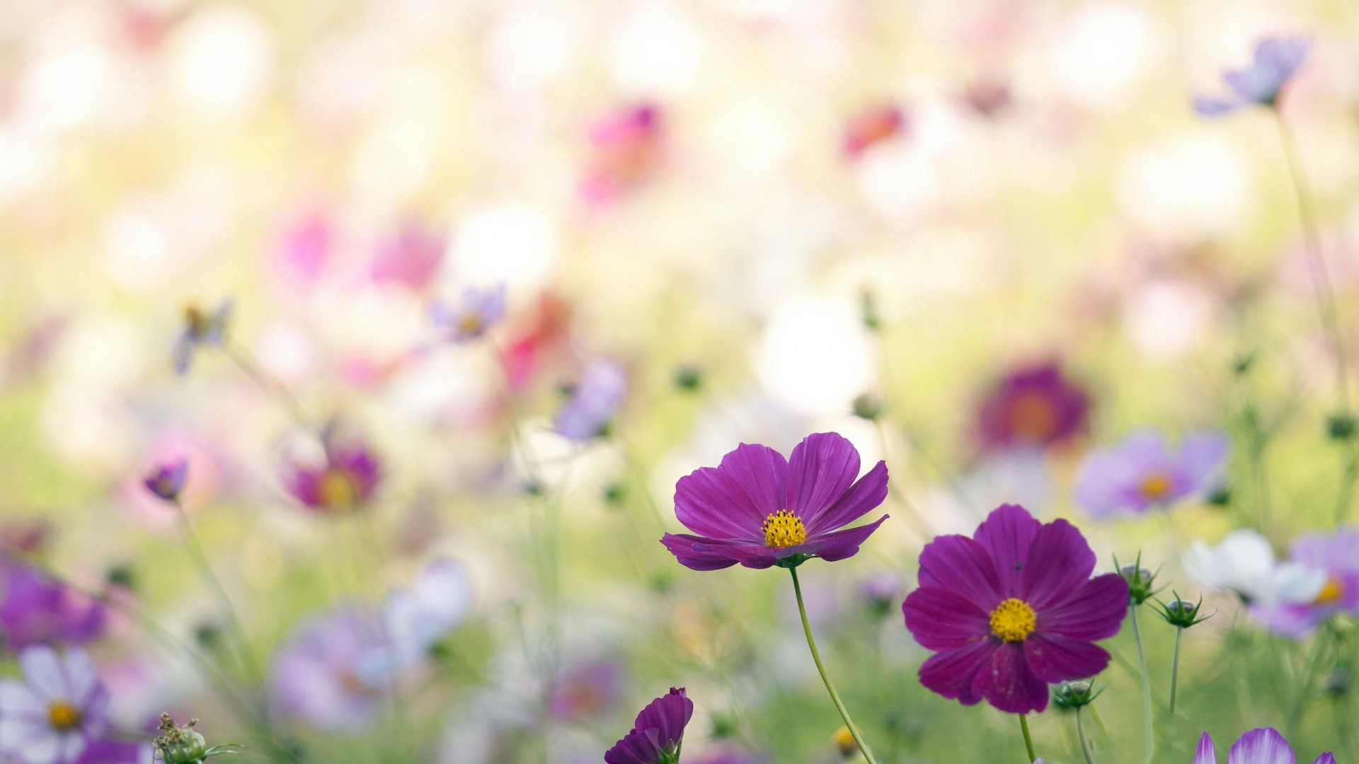 Wild Flowers Wallpaper