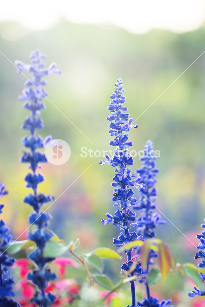 Colorful Lilac Beautiful Flowers In Garden Flowerbed On Natural