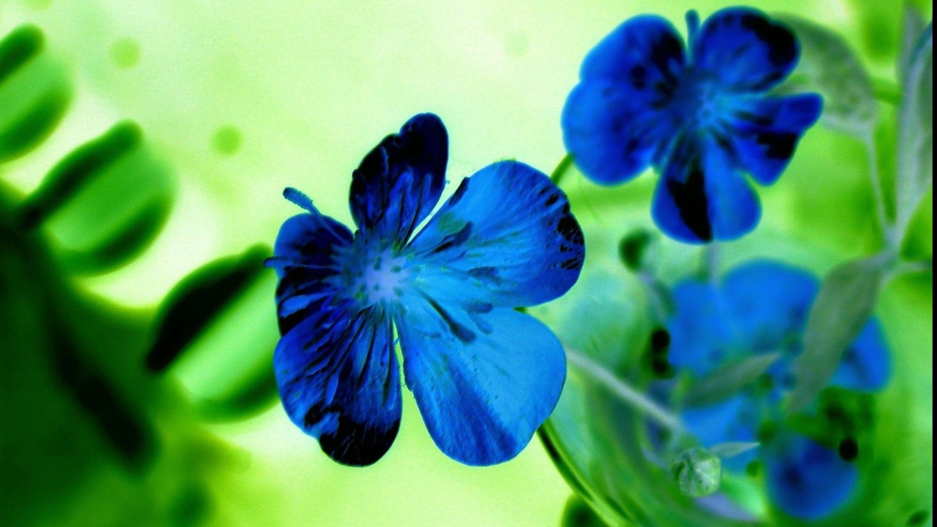 Get Beautiful Blue Flowers HD Desktop Wallpaper
